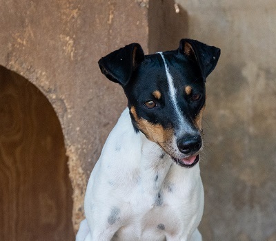 BENITA, Ratero-Bodeguero-Mischling - Hündin 1