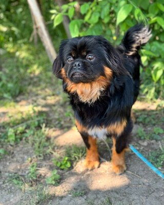 BENJI - Pekinesen-Mischling sucht💙💙💙, Pekinese-Mischling Welpen - Rüde