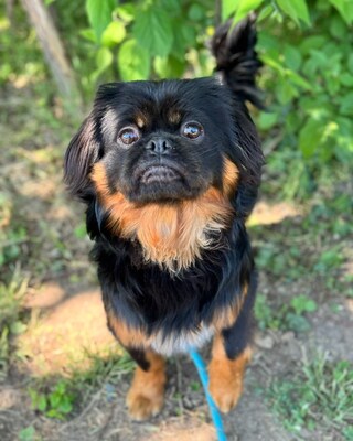 BENJI - Pekinesen-Mischling sucht💙💙💙, Pekinese-Mischling Welpen - Rüde