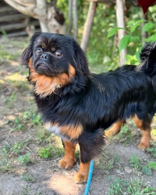BENJI - Pekinesen-Mischling sucht💙💙💙, Pekinese-Mischling Welpen - Rüde