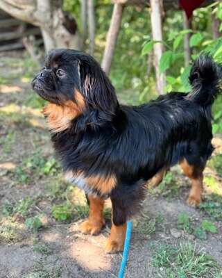 BENJI - Pekinesen-Mischling sucht💙💙💙, Pekinese-Mischling Welpen - Rüde