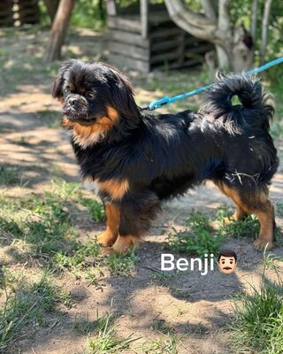 BENJI - Pekinesen-Mischling sucht💙💙💙, Pekinese-Mischling Welpen - Rüde