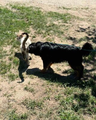 BENJI - Pekinesen-Mischling sucht💙💙💙, Pekinese-Mischling Welpen - Rüde