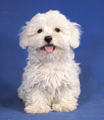 BENNI - R E S E R V I E R T !!!!! sehr lieb und aufgeweckt, anhänglich, verschmust, neugierig, katzenverträglich, Malteser Welpen - Rüde