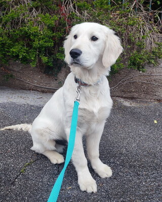 BENNO - R E S E R V I E R T !!!!! freundlich, lebhaft, verspielt, neugierig, zunächst ängstlich und unsicher, Golden Retriever (Video auf HP) Welpen - Rüde