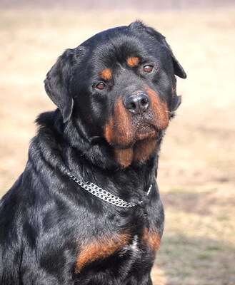 BENNO - menschenorientiert, sehr anhänglich, lebhaft, lernfreudig, treu, Rottweiler - Rüde 1