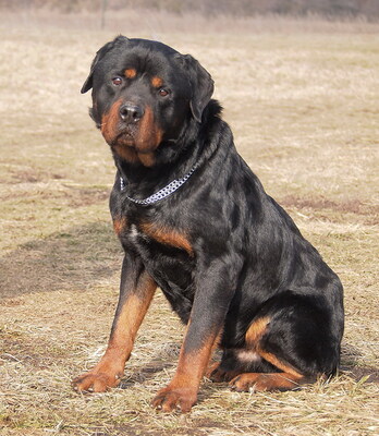 BENNO - menschenorientiert, sehr anhänglich, lebhaft, lernfreudig, treu, Rottweiler - Rüde