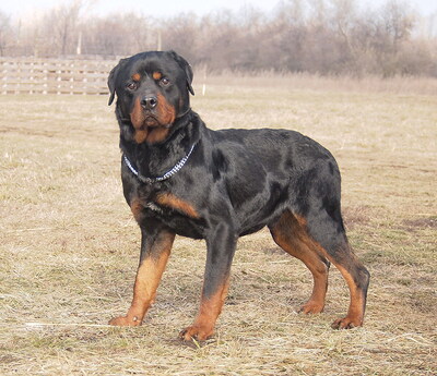 BENNO - menschenorientiert, sehr anhänglich, lebhaft, lernfreudig, treu, Rottweiler - Rüde