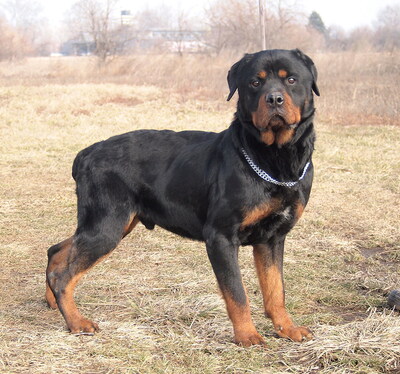 BENNO - menschenorientiert, sehr anhänglich, lebhaft, lernfreudig, treu, Rottweiler (Video auf HP) - Rüde