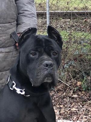 BENSCHY, Cane Corso - Boxermix - Rüde