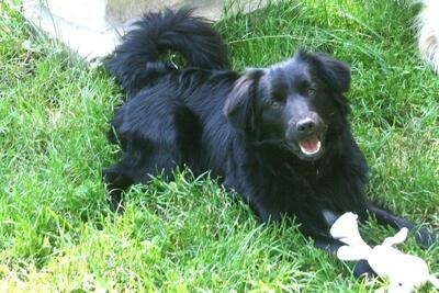 BERNARD Milo, Mischling - Rüde