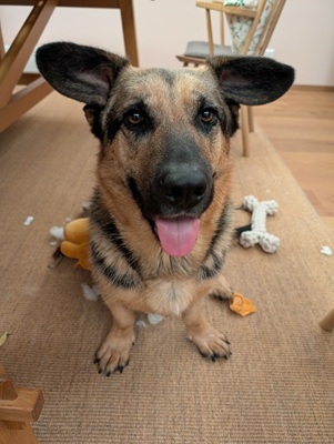 BERNY, Mischling - Rüde