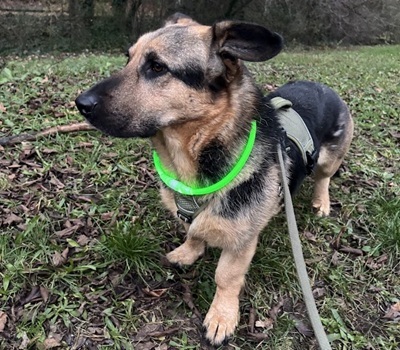 BERNY, Mischling - Rüde