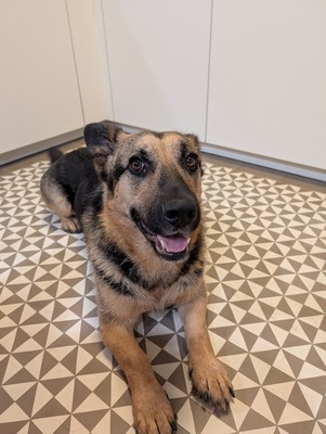 BERNY, Mischling - Rüde