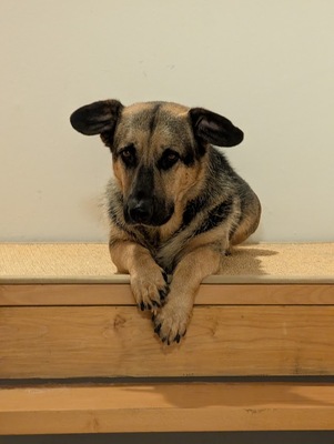 BERNY, Mischling - Rüde