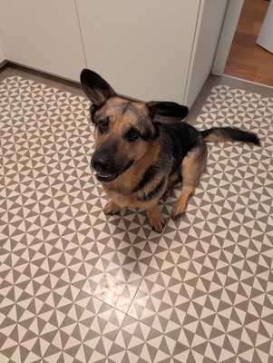 BERNY, Mischling - Rüde