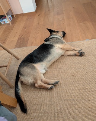 BERNY, Mischling - Rüde