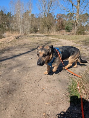 BERNY, Mischling - Rüde