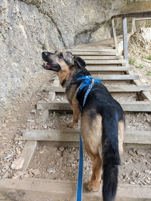 BERNY, Mischling - Rüde