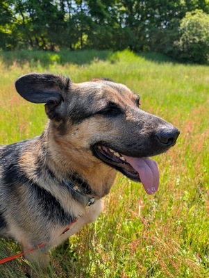 BERNY, Mischling - Rüde