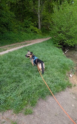 BERNY, Mischling - Rüde