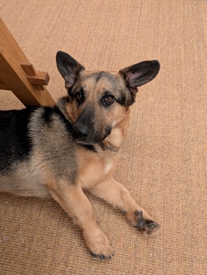 BERNY, Mischling - Rüde