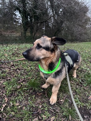 BERNY, Mischling - Rüde