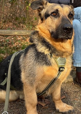 BERNY, Mischling - Rüde