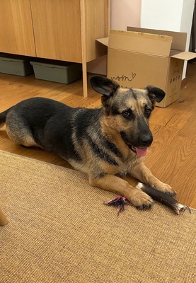 BERNY, Mischling - Rüde