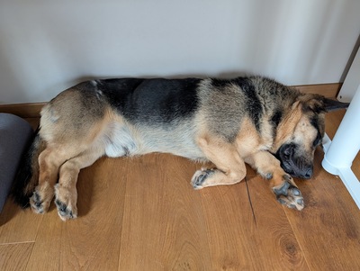 BERNY, Mischling - Rüde