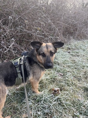 BERNY, Mischling - Rüde