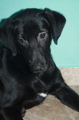 BERRY, Labradormix - Rüde