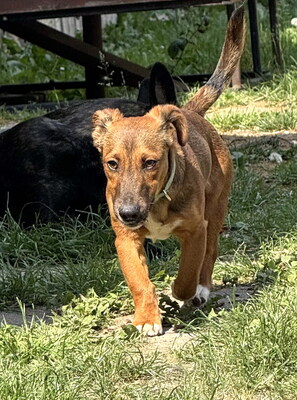 BERRY - R E S E R V I E R T !!!!! sehr anhänglich, verschmust, eher unterwürfig, fröhlich, lebhaft, verspielt, kann Beschützerinstinkt entwickeln, Mischling - Betreuung NÖ Welpen - Rüde