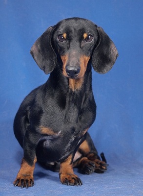 BERRY - R E S E R V I E R T !!!!! verschmust, aufgeweckt, fröhlich, lebhaft, neugierig, Zwergdackel - Rüde