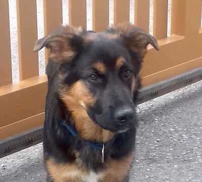 BERRY Welpenbub Niederösterreich, Mischling - Rüde