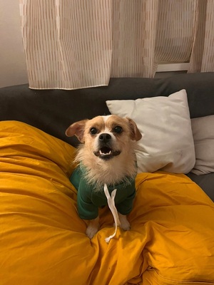 BERRY - freundlich, sehr verschmust, anhänglich, sehr bewegungsfreudig, gelehrig, katzenverträglich