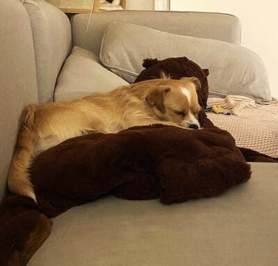 BERRY - freundlich, sehr verschmust, anhänglich, sehr bewegungsfreudig, gelehrig, katzenverträglich, Terrier Mischling - Betreuungsplatz Wien - Rüde