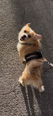 BERRY - freundlich, sehr verschmust, anhänglich, sehr bewegungsfreudig, gelehrig, katzenverträglich, Terrier Mischling - Betreuungsplatz Wien - Rüde