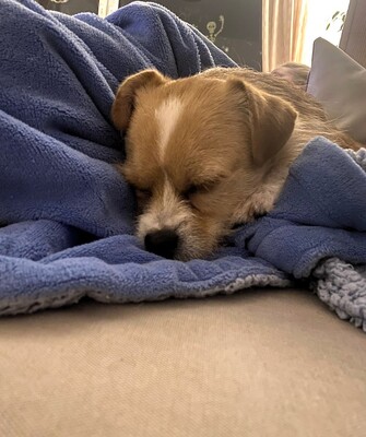 BERRY - freundlich, sehr verschmust, anhänglich, sehr bewegungsfreudig, gelehrig, katzenverträglich, Terrier Mischling - Betreuungsplatz Wien - Rüde