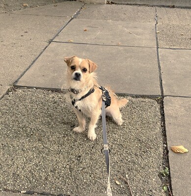 BERRY - freundlich, sehr verschmust, anhänglich, sehr bewegungsfreudig, gelehrig, katzenverträglich, Terrier Mischling - Betreuungsplatz Wien - Rüde