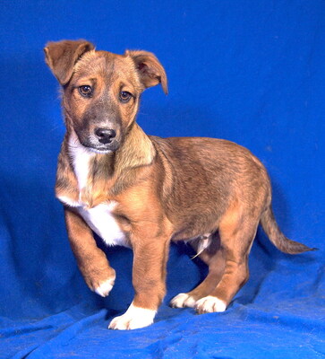 BERRY - sehr anhänglich, verschmust, fröhlich, lebhaft, verspielt, aufgeweckt, Mischling Welpen - Rüde