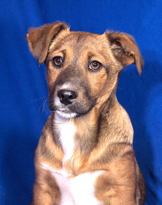 BERRY - sehr anhänglich, verschmust, fröhlich, lebhaft, verspielt, aufgeweckt, Mischling Welpen - Rüde