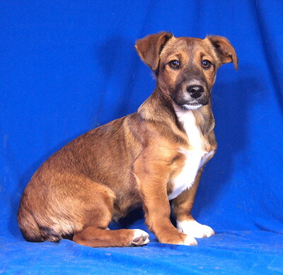 BERRY - sehr anhänglich, verschmust, fröhlich, lebhaft, verspielt, aufgeweckt, Mischling Welpen - Rüde