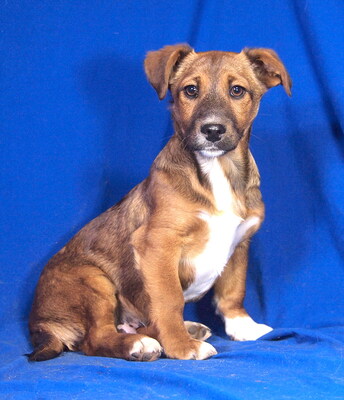 BERRY - sehr anhänglich, verschmust, fröhlich, lebhaft, verspielt, aufgeweckt, Mischling Welpen - Rüde