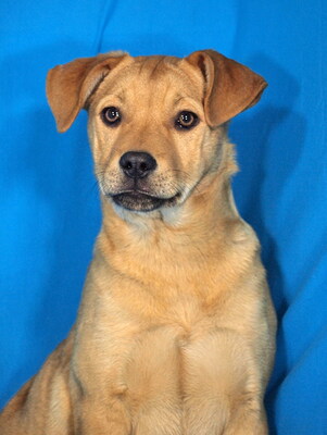 BERTA - sehr lieb und fröhlich, anhänglich, kuschelt gerne, lebhaft, gelehrig, Mischling - Hündin