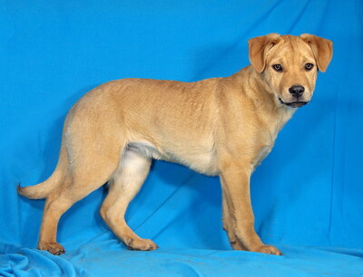 BERTA - sehr lieb und fröhlich, anhänglich, kuschelt gerne, lebhaft, gelehrig, Mischling - Hündin