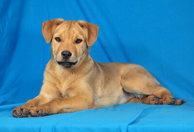 BERTA - sehr lieb und fröhlich, anhänglich, kuschelt gerne, lebhaft, gelehrig, Mischling - Hündin