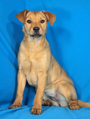 BERTA - sehr lieb und fröhlich, anhänglich, kuschelt gerne, lebhaft, gelehrig