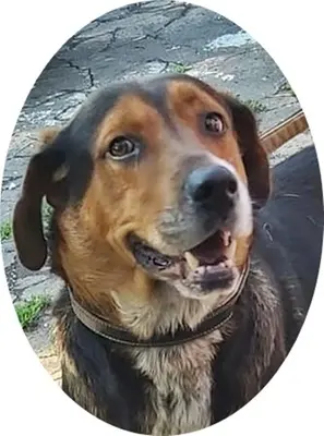BERTI - 63 cm - JUNGER RÜDE IN NOT! ( aus dem Tierschutz/mit Video), Mischling - Rüde