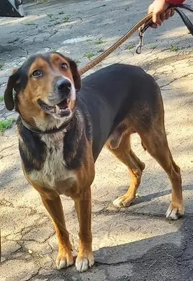 BERTI - 63 cm - JUNGER RÜDE IN NOT! ( aus dem Tierschutz/mit Video), Mischling - Rüde